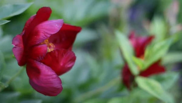 緑の背景を持つ庭の赤いピオンの花の写真を閉じます 夏のコンセプト グリーティングカード バナー フラワーショップの花の背景 — ストック写真