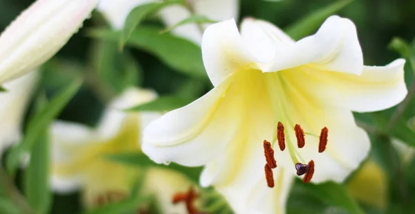 Lilac Květiny Zeleném Pozadí Velikost Nápisu Mezerou Pro Kopírování Pěkné — Stock fotografie
