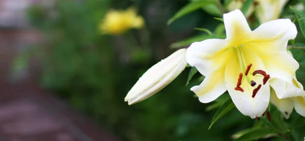 緑の背景にライラックの花 コピースペース付きのバナーサイズ 素敵な背景と花と空のスペースのためのテキスト — ストック写真