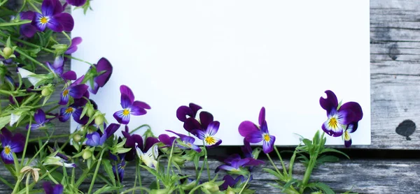 Marco Con Flores Pansy Composición Flores Burlan Las Plantas Acostado — Foto de Stock