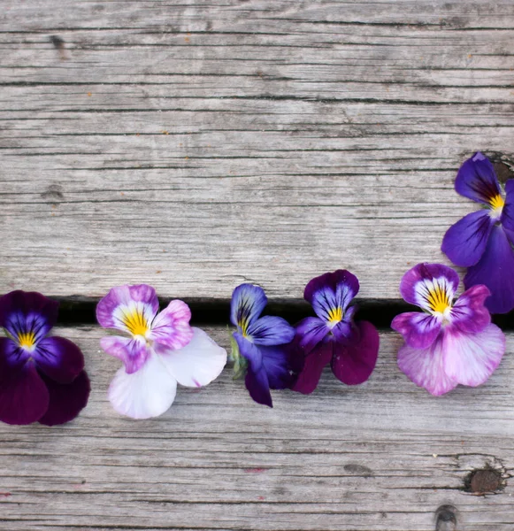 Mock up with pansy flowers. Flat lay with flowers on white table. Copyspace for text. Focus on flowers