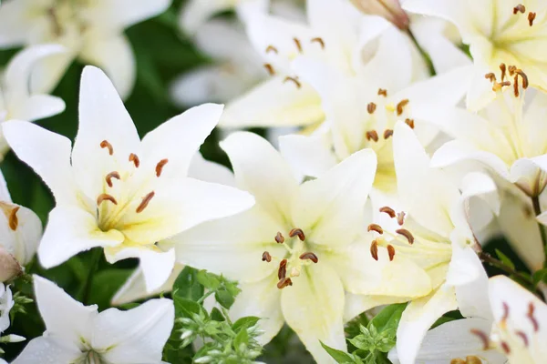 Menetys Kaunis Valkoinen Liljat Kukkia Kukkakimppu Kukat Tausta — kuvapankkivalokuva