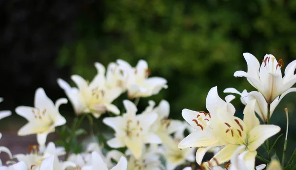 Lilac Květiny Zeleném Pozadí Velikost Nápisu Mezerou Pro Kopírování Pěkné — Stock fotografie
