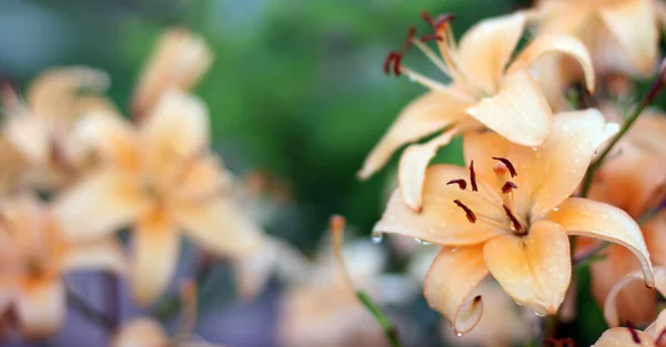 緑の背景にライラックの花 コピースペース付きのバナーサイズ 素敵な背景と花と空のスペースのためのテキスト — ストック写真