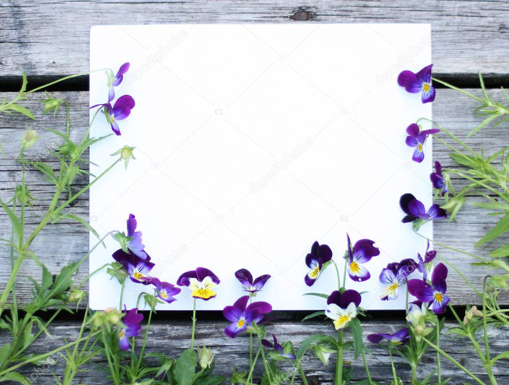 Frame with pansy flowers. Flowers composition. Mock up with plants. Flat lay with flowers on white table. Copyspace for text. Focus on flowers