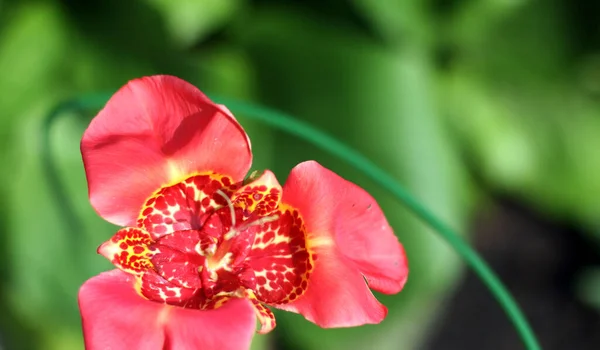 Fiore Iris Rosso Con Sfondo Verde Sfocato Dimensione Banner Con — Foto Stock