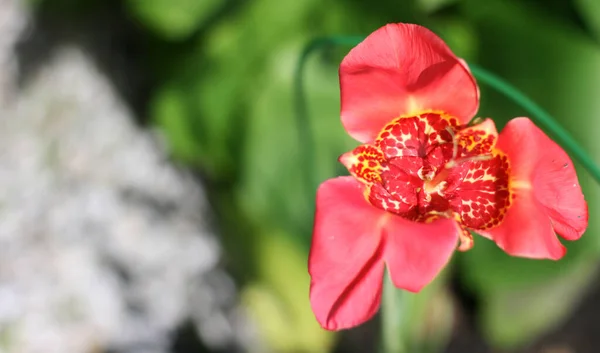 Fiore Iris Rosso Con Sfondo Verde Sfocato Dimensione Banner Con — Foto Stock