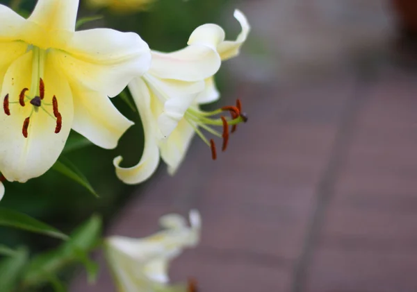 美しい白いユリの花の損失アップ 花の花束 花の背景 — ストック写真