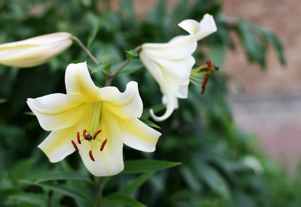 Lose Der Schönen Weißen Lilienblüten Blumenstrauß Blumen Hintergrund — Stockfoto