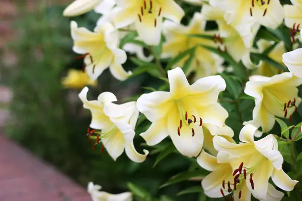 Lose Der Schönen Weißen Lilienblüten Blumenstrauß Blumen Hintergrund — Stockfoto