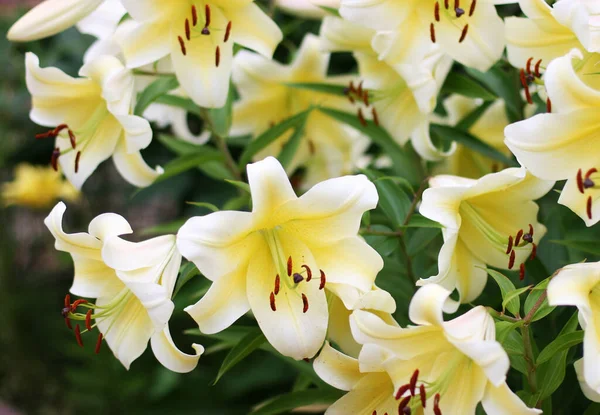 Ztráta Krásné Bílé Lilie Květiny Kytice Květin Květiny Pozadí — Stock fotografie