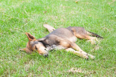 Mutlu köpek bahçede uyku