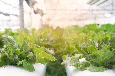 Sera güneş ışığı ile taze ve büyüyen hydroponic salata sebze