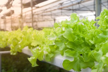 Yeşil meşe, salata sebze, sera hydroponic sebze
