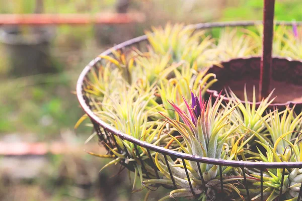 Tillandsia is air plant growing without soil.
