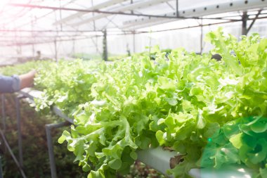 Salata menüsü için taze hidroponik sebzeler. Sağlıklı konsept