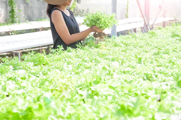 Femme asiatique tenant chêne vert dans la ferme hydroponique . Photo De Stock