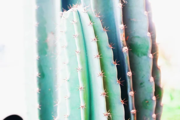 Textura de cactus de espinas. Plantas de cactus de cerca —  Fotos de Stock