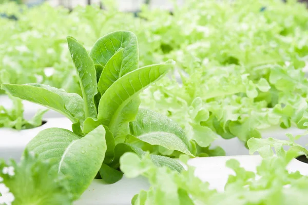 Salade cos hydroponique dans un tuyau hydroponique. Ferme maraîchère hydroponique en été Images De Stock Libres De Droits