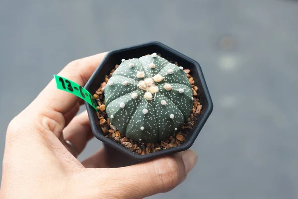 Femme main tenant un pot de Cactus Astrophytum — Photo