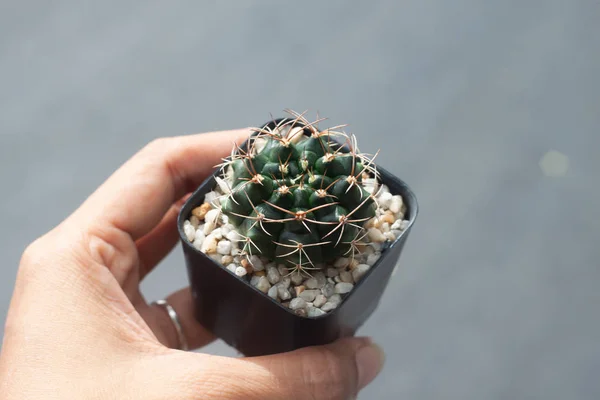 Vrouw hand houden van een pot van Gymnocalicium cactus — Stockfoto