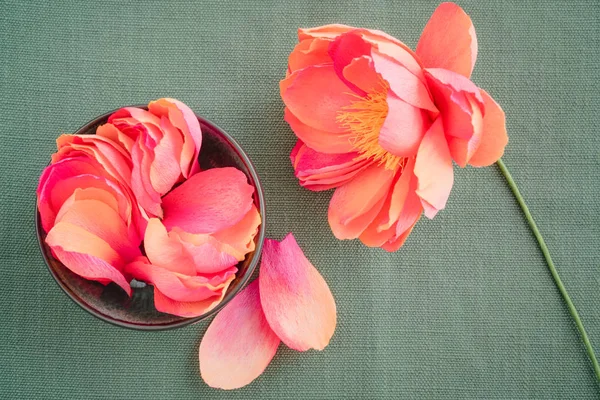 Crepe paper peony flowers — Stock Photo, Image