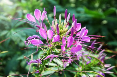 Hanımeli Çiçek bahçesinde güneş ışığı ile