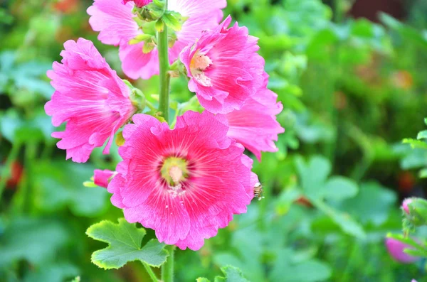 Stockrosor Blommorna Trädgården Med Suddiga Bakgrunden — Stockfoto