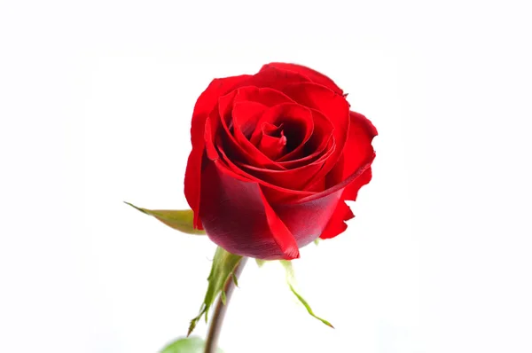 Red Rose White Background Royalty Free Stock Images