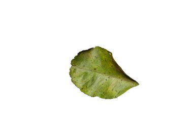 Kırpma yolu ile kuru yaprak