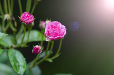 Bahçede lahana gülleri ve ücret aydınlatması