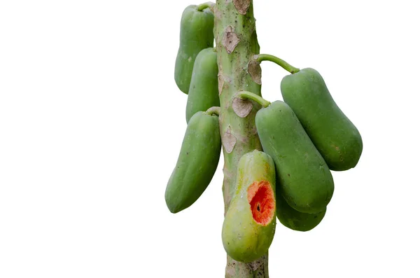 Isolated-Papaya tree was nibbled by squirrel on the white backgr — Stock Photo, Image