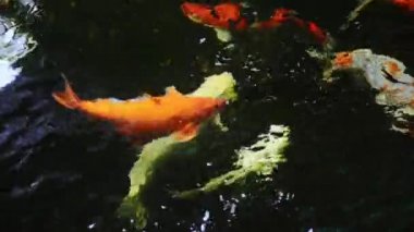 Japonya Koi Carps balık Koi Pond yüzme 