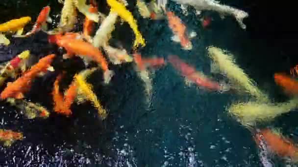 Japón Koi Carpas Peces Nadando Koi Pond — Vídeos de Stock