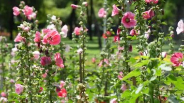 Bahçede yaz sezonunda hollyhocks renkli