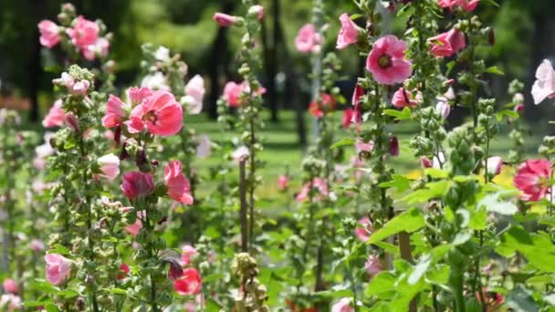 Le coloré des hollyhocks en saison estivale dans le jardin 