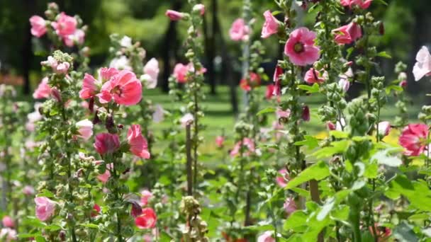 Kleurrijke Van Hollyhocks Het Zomerseizoen Tuin — Stockvideo