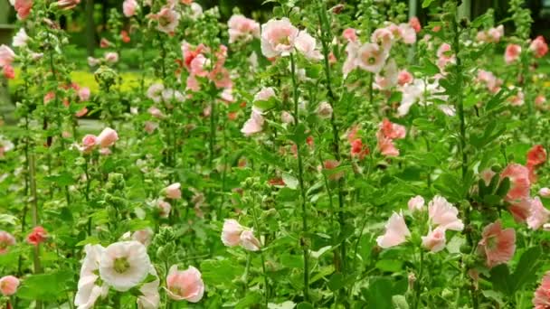 Kleurrijke Van Hollyhocks Het Zomerseizoen Tuin — Stockvideo