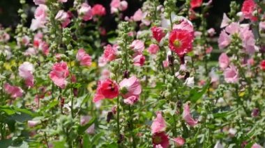 Bahçede yaz sezonunda hollyhocks renkli