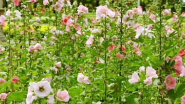 Bahçede yaz sezonunda hollyhocks renkli