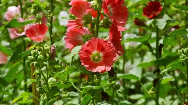 Kleurrijke Van Hollyhocks Het Zomerseizoen Tuin — Stockvideo