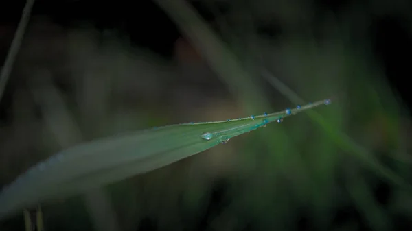 Gotas frescas na grama verde — Fotografia de Stock