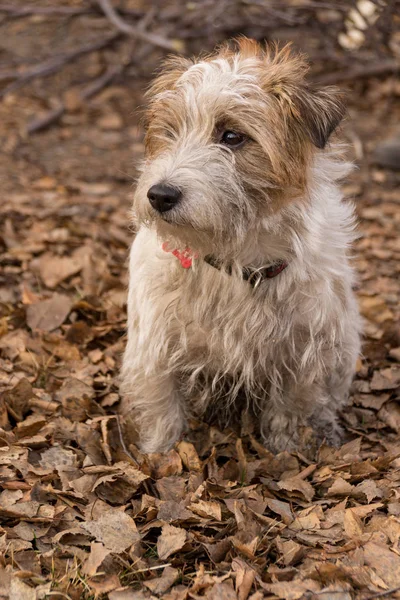 Shaggy Jack Russell Terrier Lesie Jesienią Pies Siedzi Obrazek Stockowy