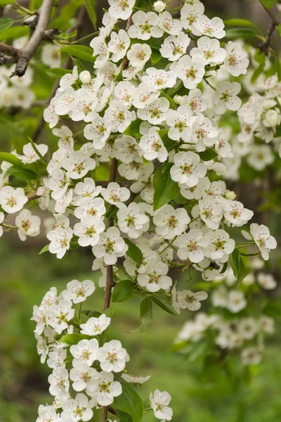 Apple Drzew Kwiatów Nasienne Częścią Rośliny Składający Się Pręcików Narządów Zdjęcie Stockowe