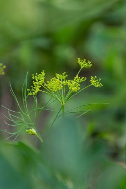 Arka plan ile dill şemsiye yakın çekim. Bahçe Bahçe en güzel kokulu dereotu.