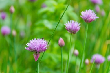 el el sanatları çamurdan yapacaklar. Yaratıcılık. El sanatları içine kil dönüşümü.