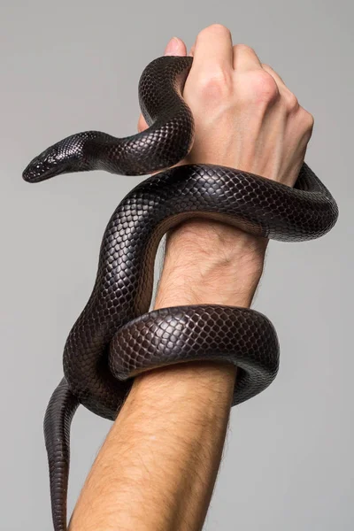 De Koninklijke slang, Nigrita, omsluit de mannenhand. Grijze achtergrond. — Stockfoto