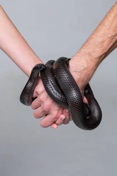 Un homme et une femme tiennent les bras qui sont enroulés autour du serpent royal nigrita — Photo