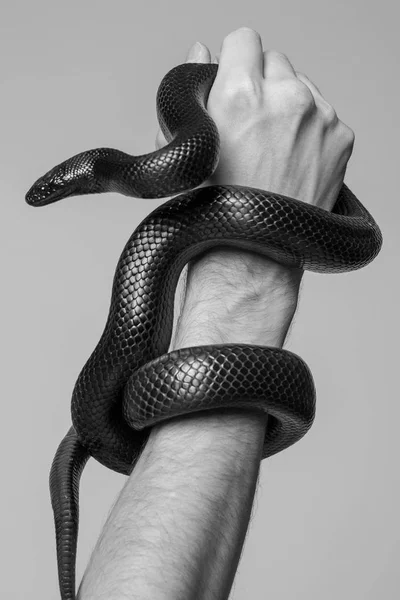 Wąż królów Nigrita otacza męskiej dłoni. Czarno-białe zdjęcie. Obrazy Stockowe bez tantiem