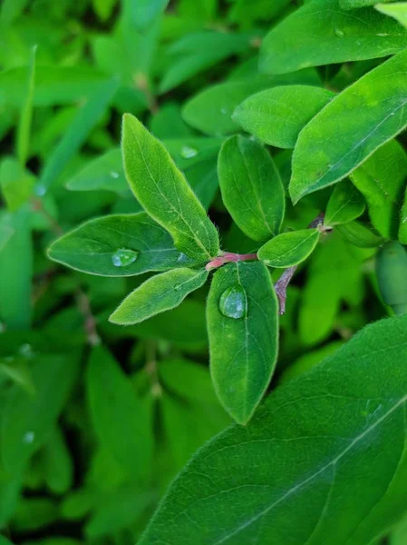 Rosa spada na zielone młode liście Honeysuckle. Makro. Obraz Stockowy